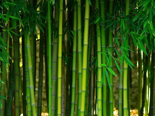 Bamboo Shoots